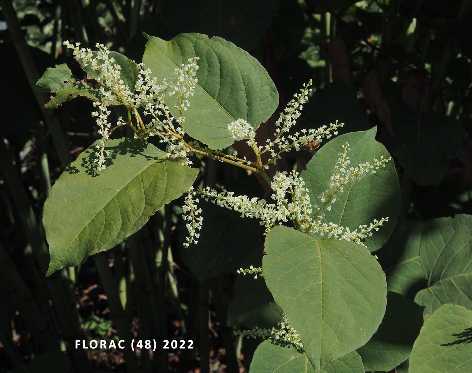 Knotweed, Japanese